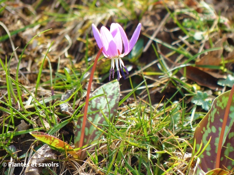 La dent-de-chien, une plante vernale peu commune