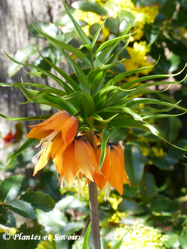 Couronne impériale (Fritillaria imperialis)