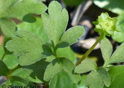 Muscatelle (Adoxa moschatellina)_Feuilles