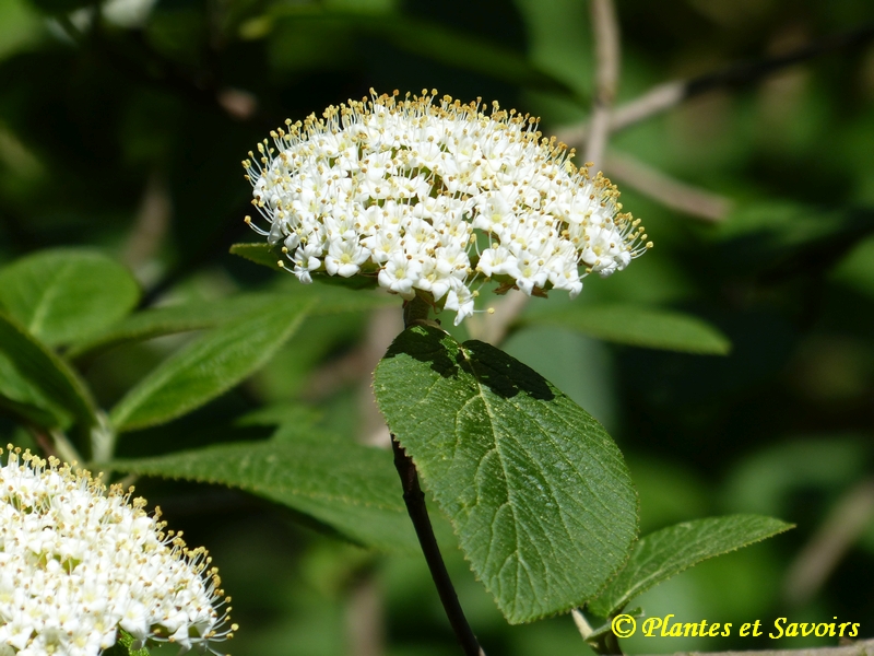 Viorne (Viburnum lantana)